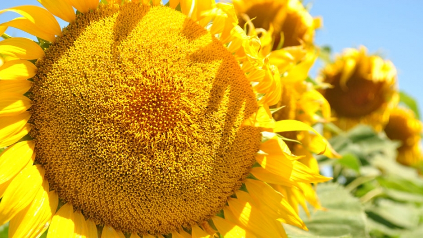 Red Nacional de cultivares de girasol, campaña 2019 - 2020