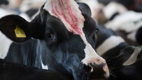 Monitoreo inteligente: el cuidado individual y grupal de las vacas