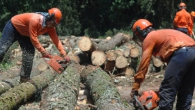 El Ministerio de Acción Cooperativa integra el Instituto Forestal Provincial