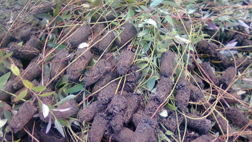 Destrucción de plantines de eucaliptus sin documentación sanitaria en Entre Ríos
