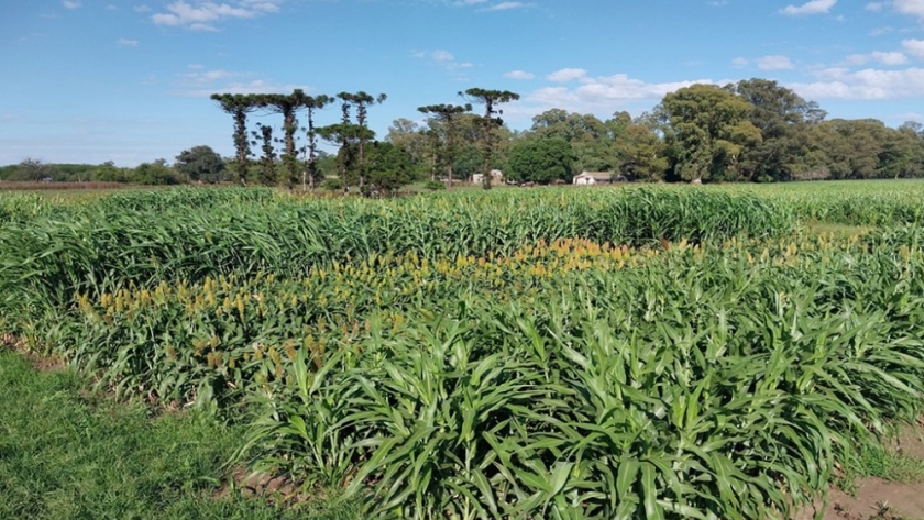 INTA Chascomús presenta los resultados de rendimiento de sorgo para silaje