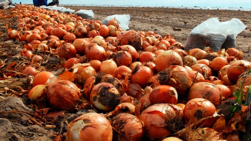 Producción de cebolla: ecologistas versus agronegocios