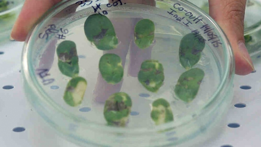 Investigadores argentinos trabajaron en el descubrimiento de un gen que acelera el crecimiento de plantas