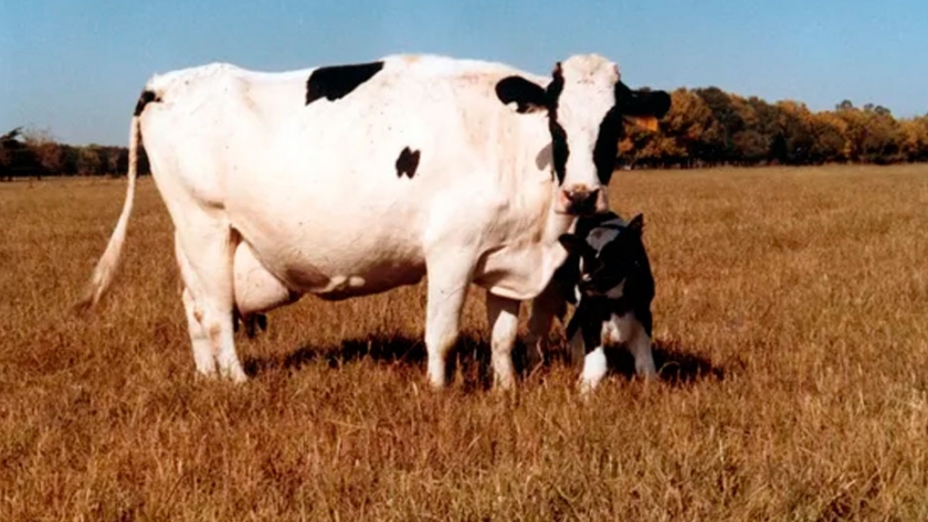 Argentina encabeza el ránking de crecimiento en producción de leche