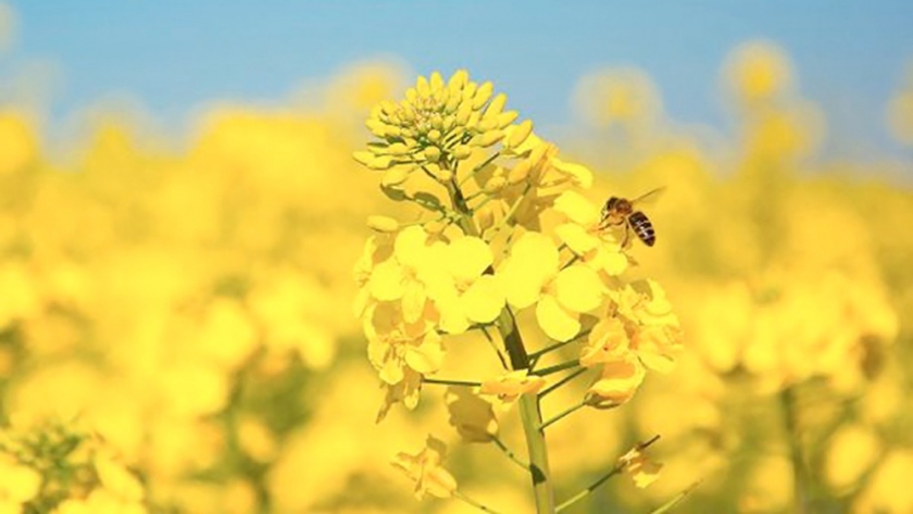 Colza en expansión: la apuesta de ALZ-Agro para 2025