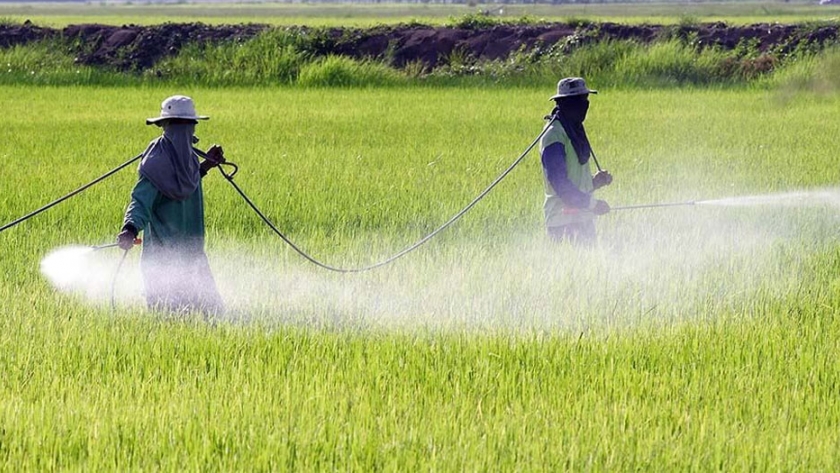 Agricultores orgánicos mexicanos celebran la prohibición del glifosato