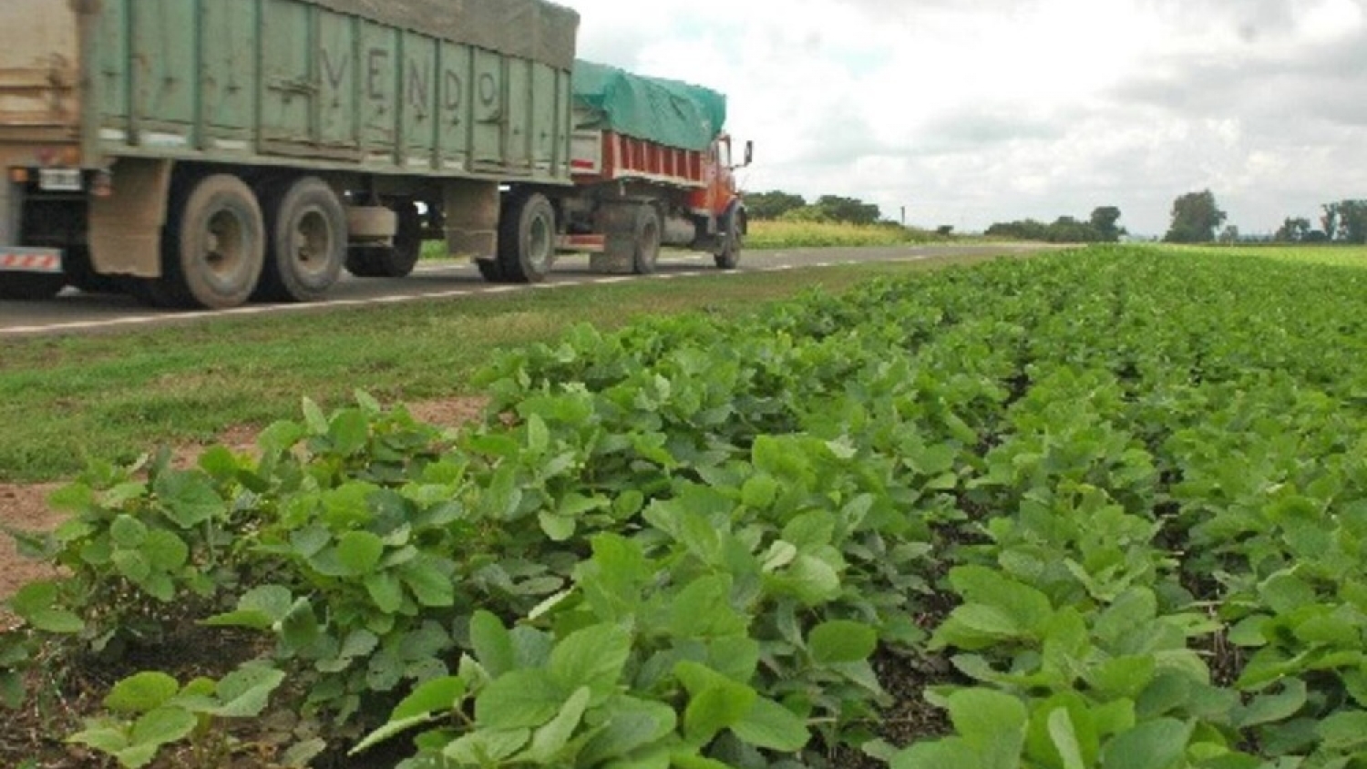 Nueve de Julio habilita la siembra en banquinas de la Ruta 65 y destinará fondos a escuelas y bomberos
