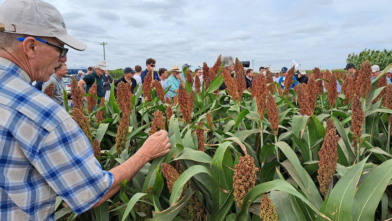El sorgo gana protagonismo por su resistencia a la chicharrita y el impulso de la demanda