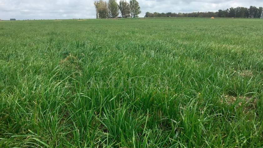 El INTA Bordenave inscribió un nuevo cultivar de centeno diploide