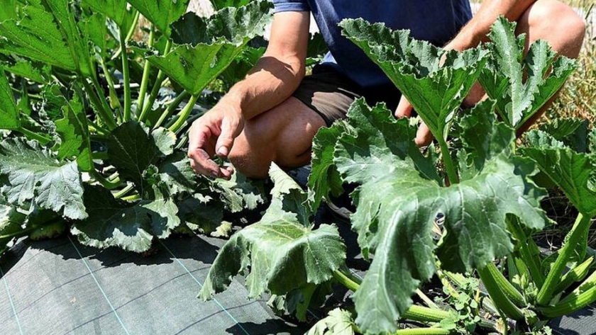 En Francia, un nuevo virus ataca calabacines, pepinos y melones