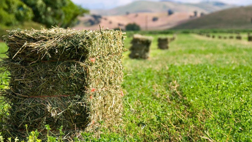 Evaluación de calidad de heno de alfalfa en el área bajo riego de La Pampa