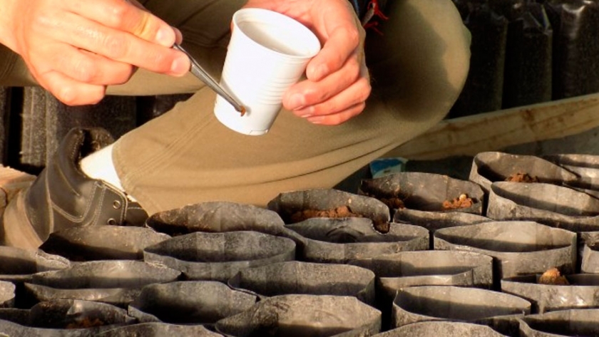 Ambiente comenzó a producir 2500 plantas nativas