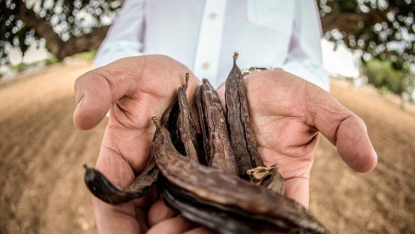 El algarrobo, un aliado inesperado contra el cambio climático