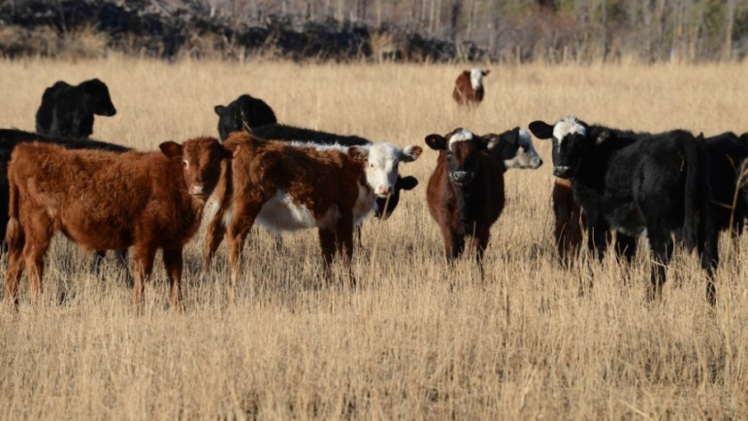 Carne: dudas sobre el plan ganadero para aumentar la producción
