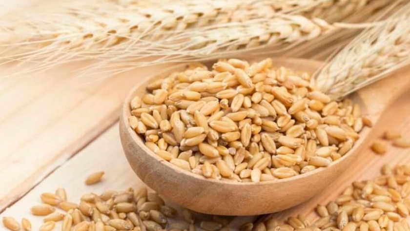 Cultivar más cebada para exportar a China es la nueva propuesta
