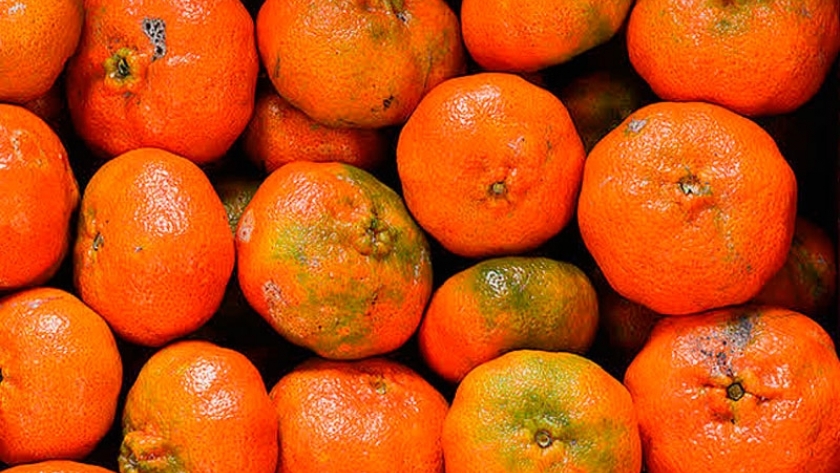 Cáscara de mandarina arrayana, fuente de aceites antioxidantes