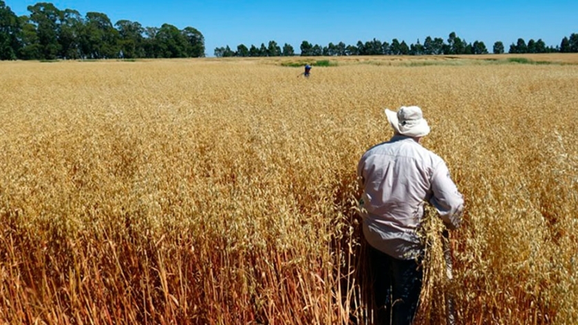 Paloma, la nueva variedad de avena multipropósito que desarrolló el INTA