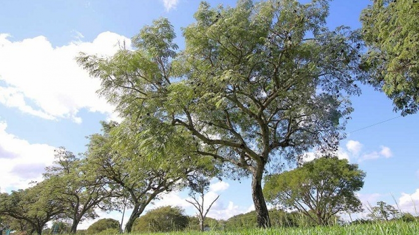 La Mesa Provincial de Bosques Cultivados define las acciones para 2023