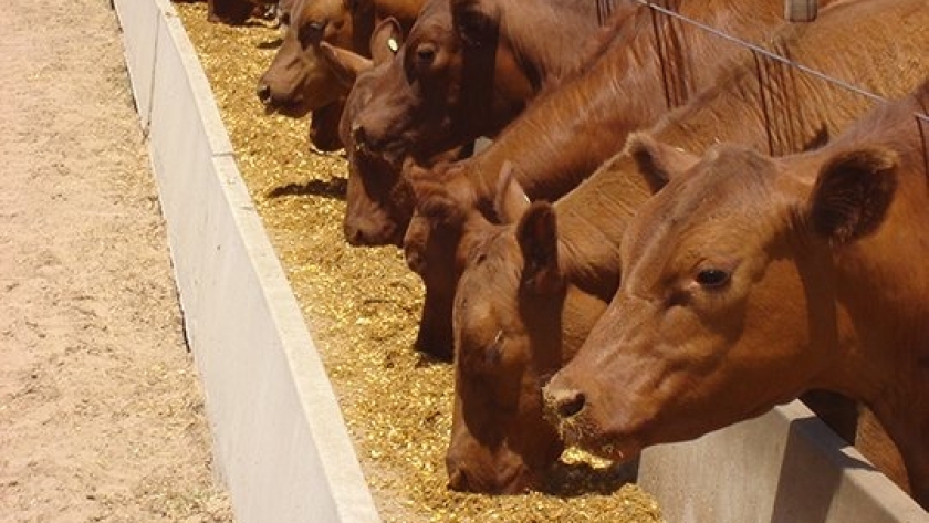 En Brasil usan trigo como alternativa alimenticia del ganado ante la disparada del maíz