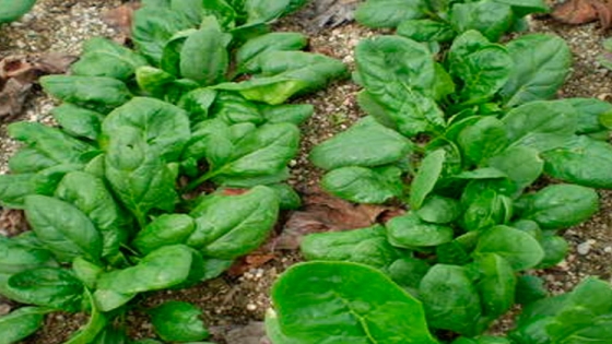 Espinaca, Spinacia oleracea / chenopodiaceae