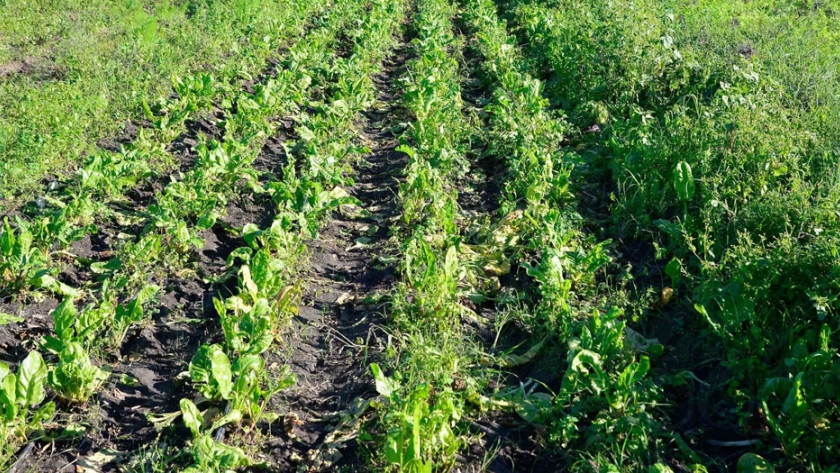 A través del control de plagas insectiles buscan minimizar el uso de agroquímicos en cultivos frutihortícolas