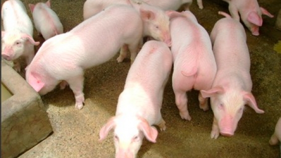 Argentina concretó el primer embarque de carne porcina a Filipinas