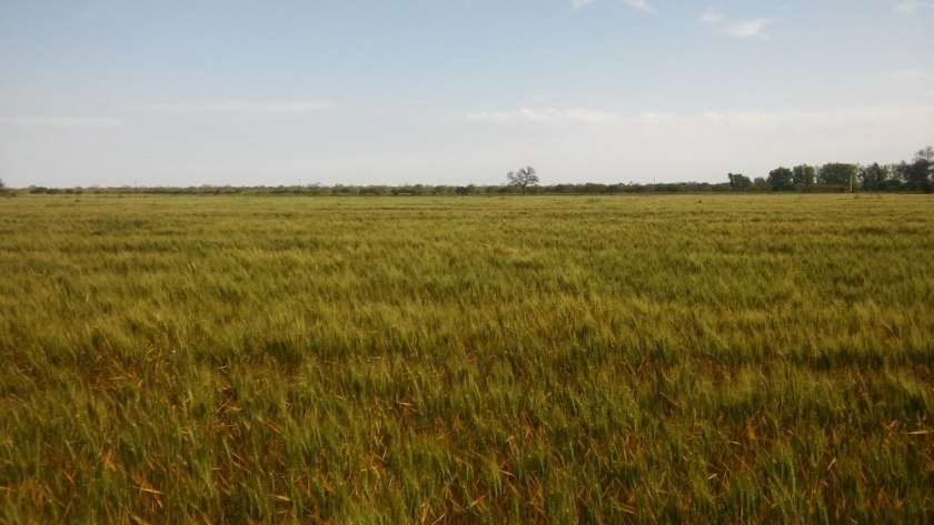 Respuesta del rendimiento en cultivares de trigo a la aplicación de fungicida para el control de roya anaranjada (puccinia triticina) en el área de riego del río Dulce de Santiago del Estero
