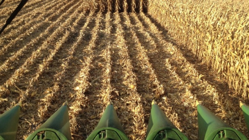 Productores argentinos ya vendieron el 65% de la cosecha de maíz 2020/21 cuando falta más de un mes para la finalización de la trilla
