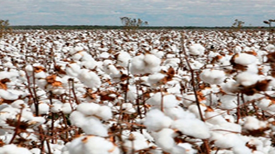 El algodón podría tener un fuerte impulso en Santa Fe