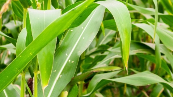 Recomendaciones para el manejo del achaparramiento del maíz
