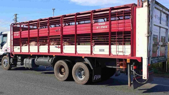 Cómo prevenir del estrés térmico en vehículos de transporte de animales con la llegada del verano