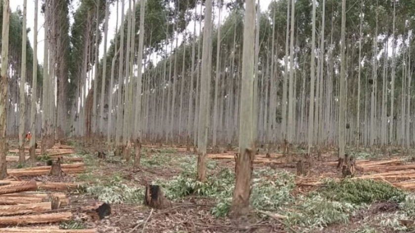 Clones de eucalipto para un nuevo clima : ¿Cómo nos estamos preparando para enfrentar los fenónemos de megasequías y ola de calor en la región?