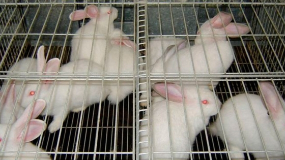 Quieren prohibir el uso de conejos y ratones en cosmética