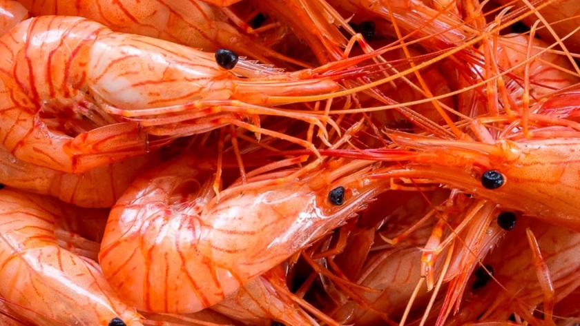 El langostino argentino en crisis: la estrella del mar que pierde terreno en exportaciones