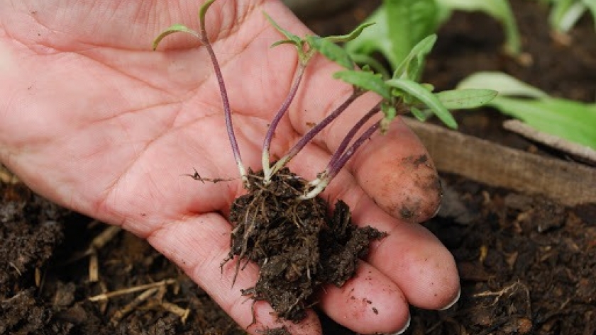 Programa Provincial “Mi Huerta”: una política que propicia la autoproducción de alimentos entre las familias que se vieron gravemente afectadas por la pandemia