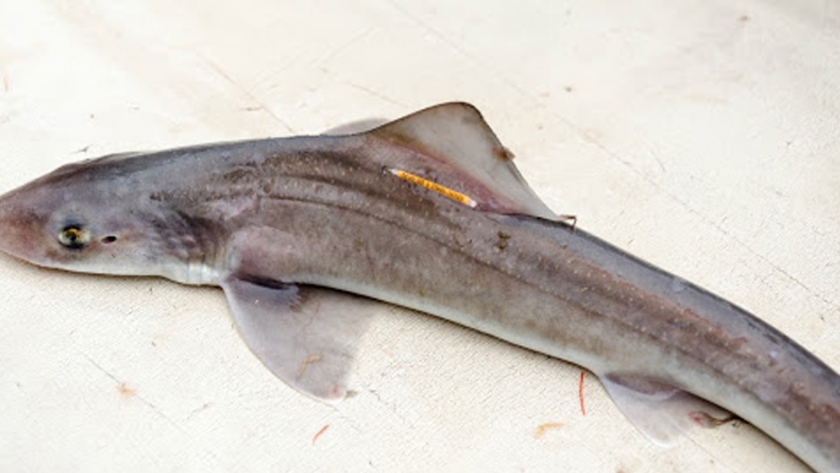 En el marco de la CTMFM, investigadores argentinos y uruguayos elevaron recomendaciones para la conservación y manejo de tiburones gatuzo y pez ángel