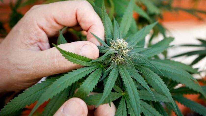 Cannabis: médicos, bioquímicos y agrónomos impulsan la investigación de este cultivo
