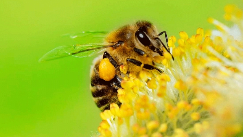 Abejas construyen nidos enteramente de plástico