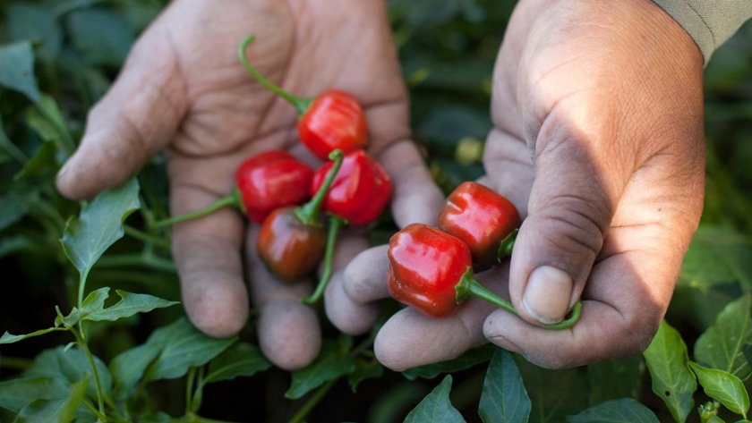 El programa Pro Huerta completó la distribución de semillas de la temporada otoño-invierno
