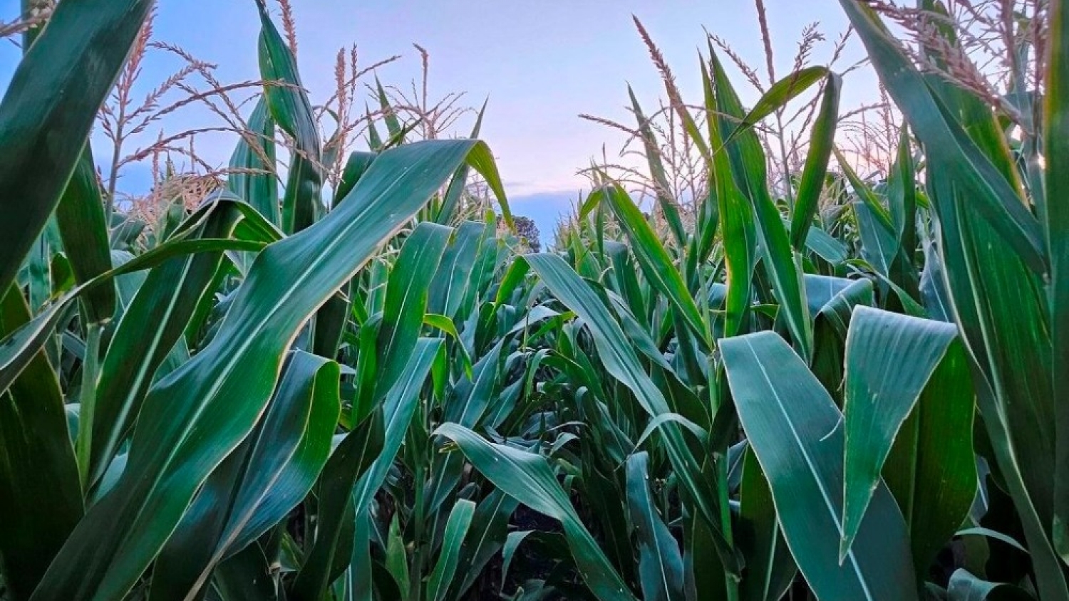 Economías regionales en alerta: ocho actividades pasaron más de la mitad de la última década en crisis