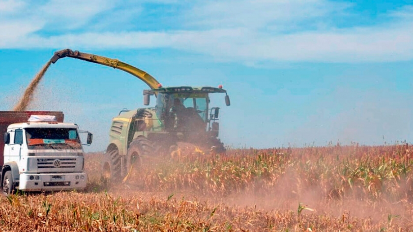 Sorgo, una pieza clave para incrementar la rentabilidad en la ganadería