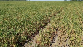 Alerta roja en la zona núcleo: se están perdiendo lotes de soja y asoma otra semana sin lluvias