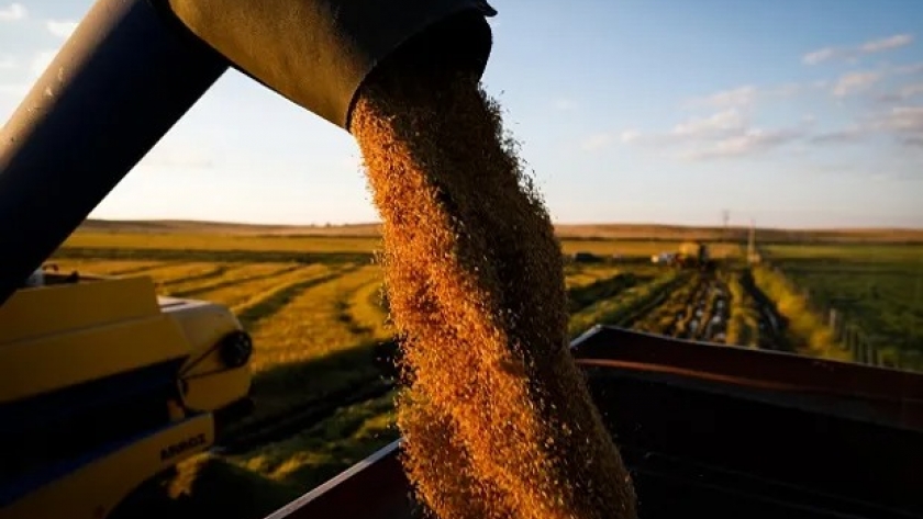 La preocupación por la cosecha de granos gruesos de Argentina impulsa al precio de la soja en Chicago: cuánto se pagó en Rosario