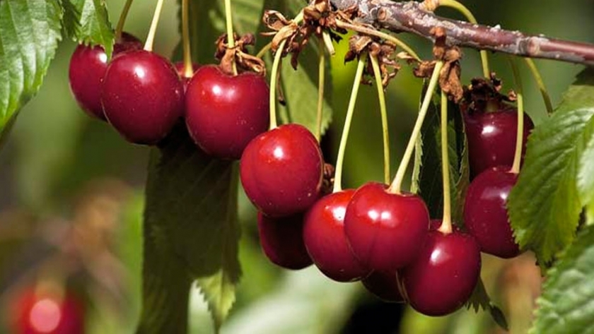 Cerezas: Mercado Nacional