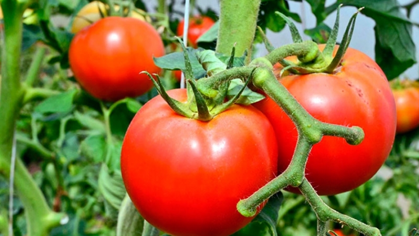 Descubren un nuevo virus que afecta el rendimiento del tomate