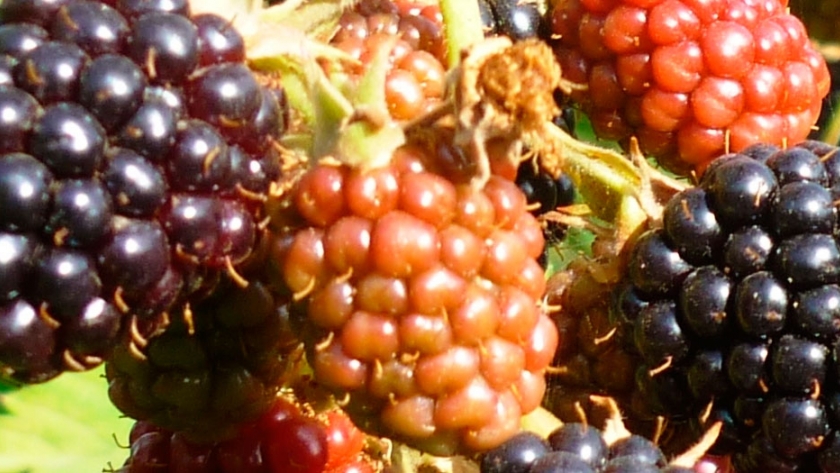 Frutos rojos con valor patagónico
