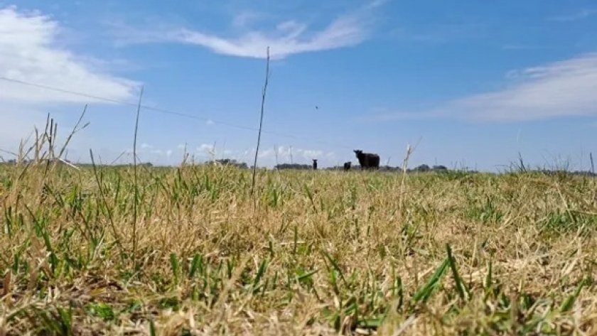 Clima complejo: el INTA brindó recomendaciones para manejar ganado en medio de la sequía