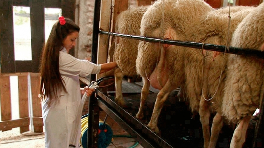 Logran leche más nutritiva para los seres humanos