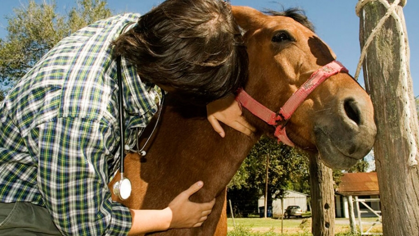 Habilitan un sistema de reacreditación online en programas sanitarios para veterinarios y técnicos de todo el país