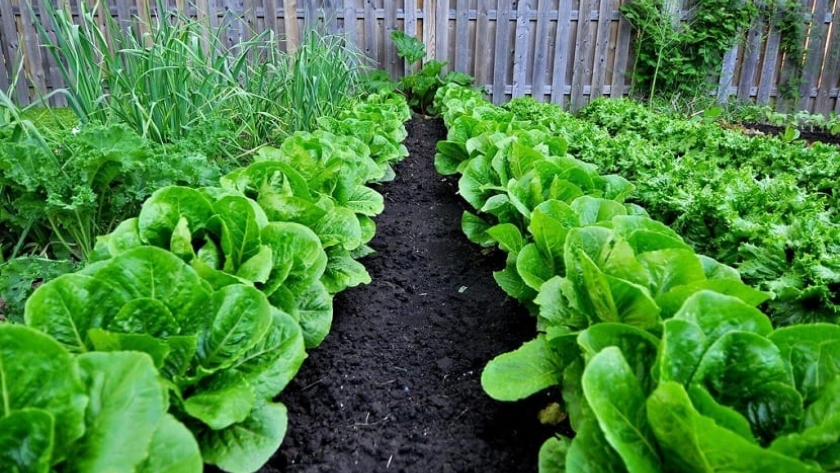 Huertas Comunitarias garantizan acceso a insumos alimentarios nutritivos en La Esperanza